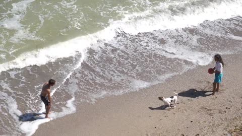 a dog playing in the sea hh