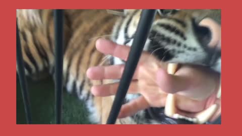 Tiger giving his caretaker love bites. tiger playing with human | funny video 2021