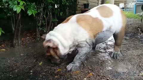 English Bulldog makes the most of a rainy day