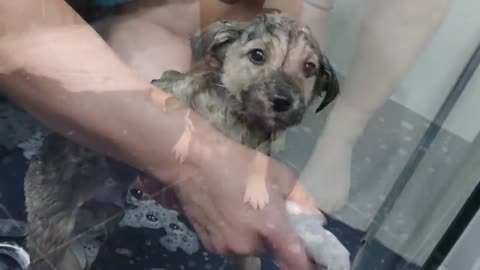 Rescue of a Scared Abandoned Puppy with a Broken Heart