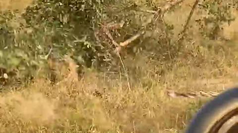 Leopard and Lion Fight Over a Carcass in a Tree With Unexpected Ending!