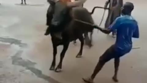 Brutle fight boy vs beast It is called taking bull by horns