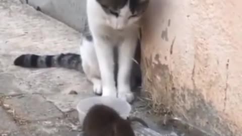 Look at the mouse's reaction to the cat.. 😺 + 🐁 _____________