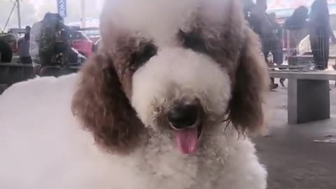 POODLE DOG GIGANTIC CUTEHARRISH ►► #4