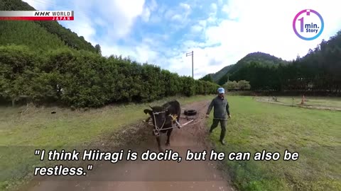 Calf lends his muscle to traditional Kyoto festivalーNHK WORLD-JAPAN NEWS