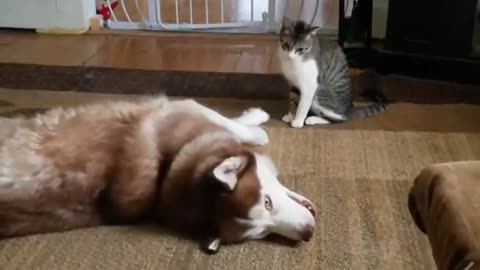 The cat wipes his head and takes care of him