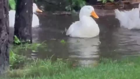 Pet ducks walked past pond to get to puddle