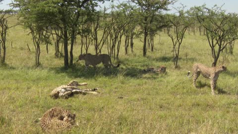 Cheetahs Chase and Take Down Zebra Foal