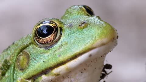 close up of a toad breathing