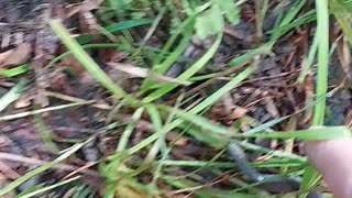 Eastern worm snake