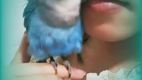 My Love Birds 5 : BLUE ROSICOLI