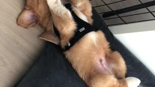 Paws & ears could watch this all day