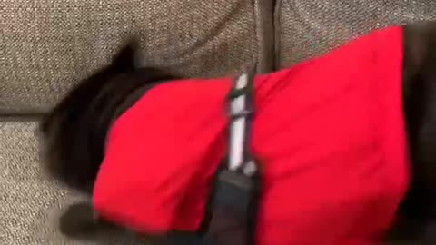 Frenchbulldog Shakes his butt