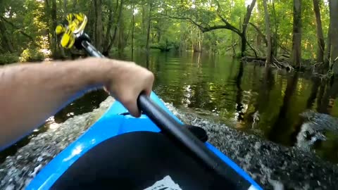 Alligator knocking over boat - scare