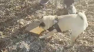 Dogy Found Something At the Beach