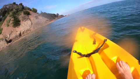 Kayaker's Up-Close Encounter with Pod of Orca