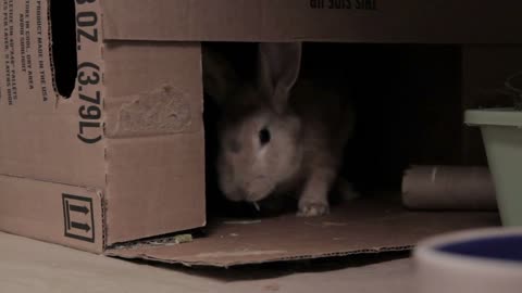 Rabbit Chewing On Cardboard