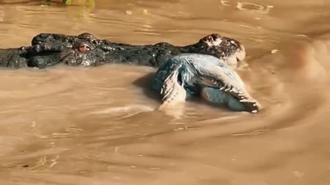 Clash of Titans: Massive Croc Dragged by Even Bigger Croc 🐊💥