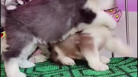 young huskies fighting