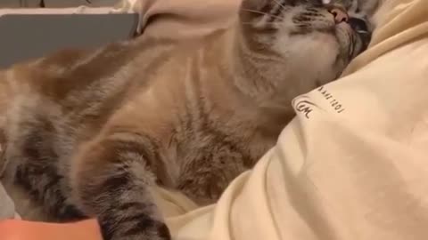 Cat With a Mean Stare Down to a Loving Cuddling Mood