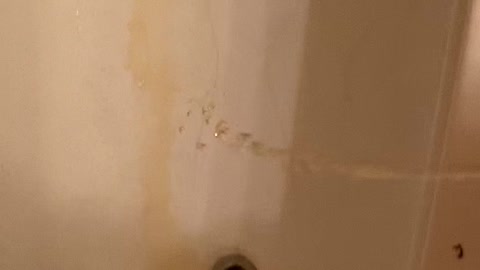 bathtub drain urination
