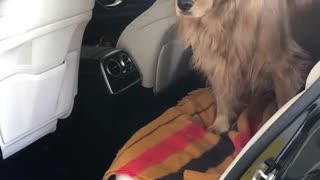 Golden Retriever Demands More Car Rides