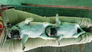 Pugs Make Bed out of Owner