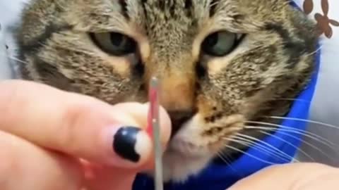 Funny Cats and Kittens Meowing Compilation 2022