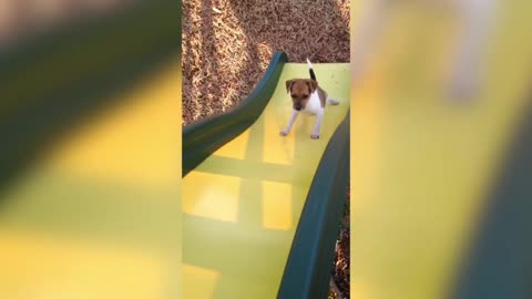 Cute puppy 😍 climbing slide, cute funny moment 🤣