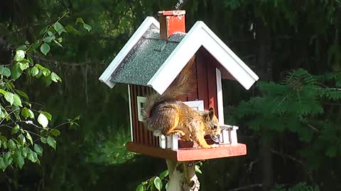 squirrel playing in a small house