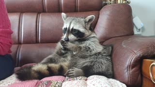 Smart Raccoon eats persimmons, spits out seeds and delivers them to his mother
