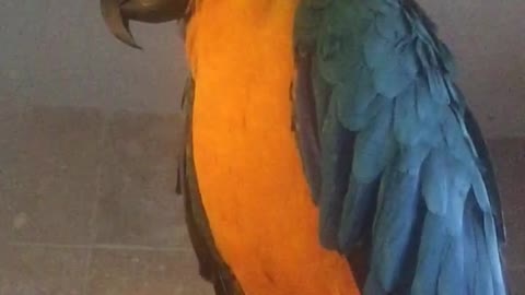 Hillerious macaw signing and dancing