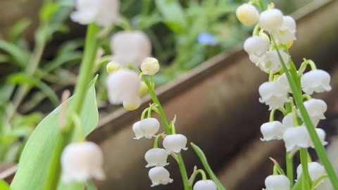 Lily of the valley