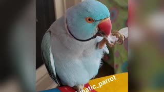 Just a little Parrot and his feather