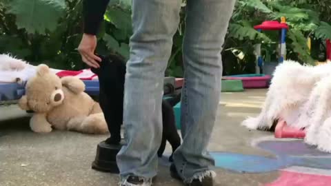 Cute dog training
