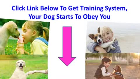 Learn How To Train Your Dog In Funny Way As They Are Dog Training Academy