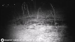 Backyard Trail Cam - Possum at Garden