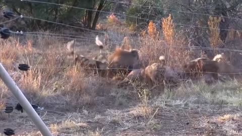 Best attack wild Epic Battle Of Wild dogs vs Animals is not never Lion , Buffalo , warthog