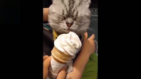 Cute Little Cat - Eating Ice Cream