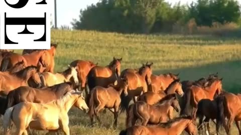 AMAZING, Thousands of horses on a green meadow - village cattle#Shorts