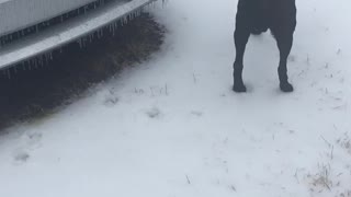 Black lab has to always mark his property