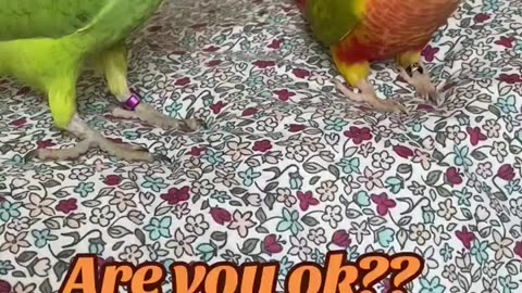 Beautiful tia bird trending video