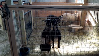 Goats love animal crackers!