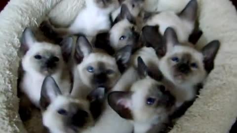 Admirable Siamese kittens