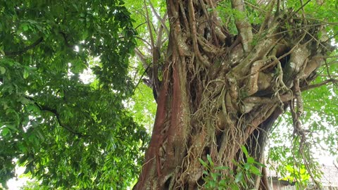 The peepal tree is a horror and mystical tree