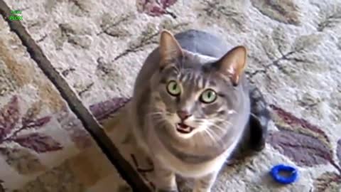 cute Funny Cats and Kittens Meowing Compilations