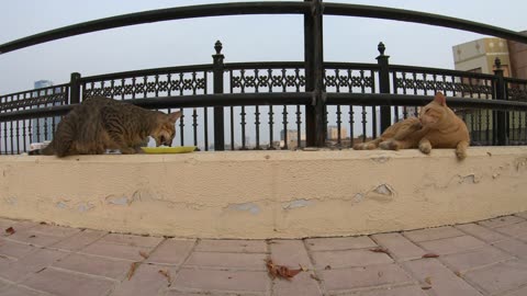 MICHAEL JACKSON & ED SHEERAN - Homeless cats in Ras Al Khaimah, UAE #cat #EdSheeran #MichaelJackson