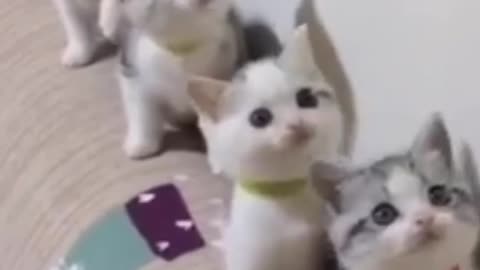 CUTE 😻 CATS VIDEO 🐈