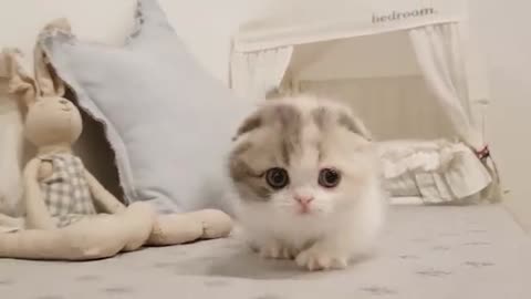 kitten at home