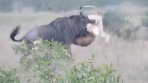 Wildebeest Hooks Lion By Leg As It Tries To Escape